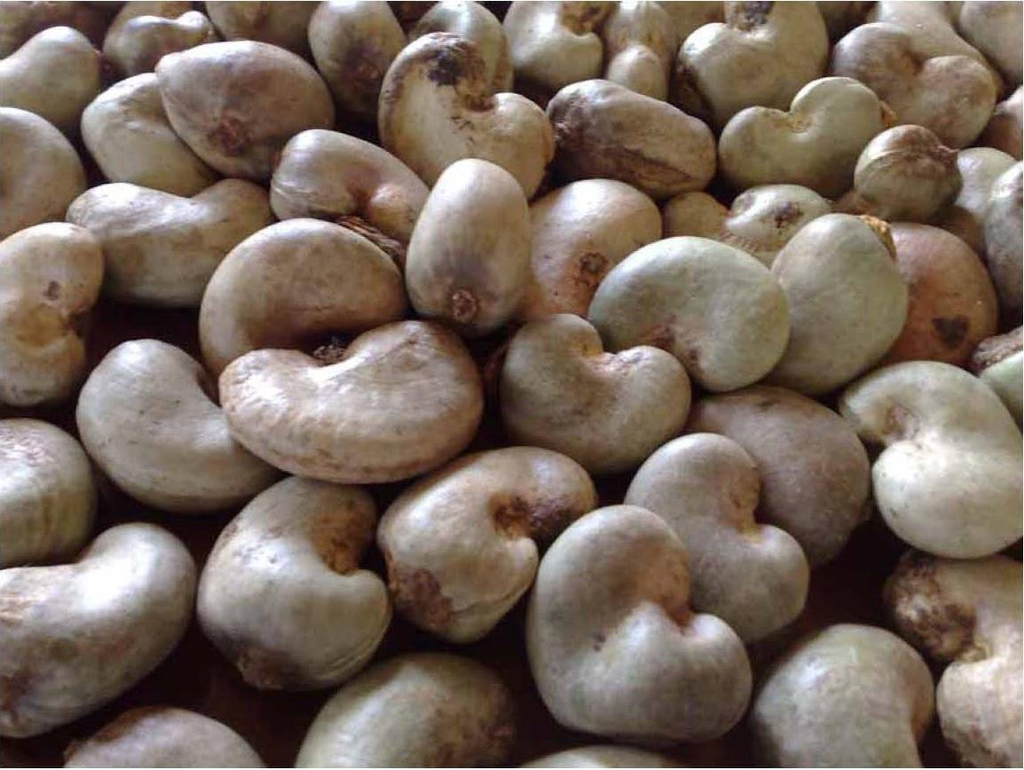 Raw Cashew Nut (RCN)