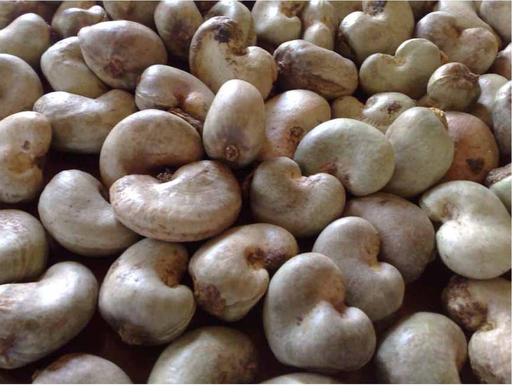Raw Cashew Nut (RCN)